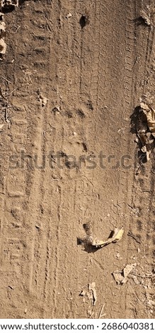 tiger pug mark captured during safari in waynad kerala india 