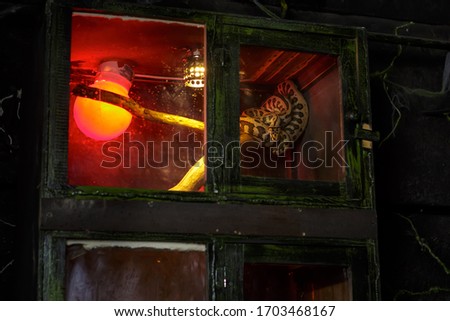Tiger python behind glass in the dungeon