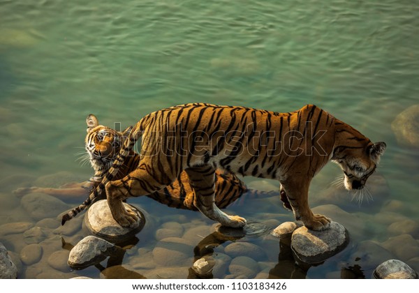 ラムガンガ川の虎 ジム コルベット国立公園 の写真素材 今すぐ編集