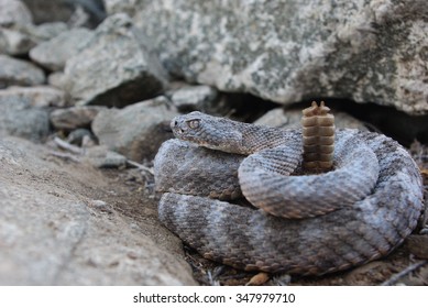 Tiger Rattlesnake