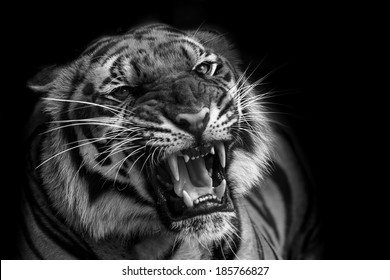 A tiger ready to attack 