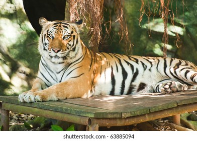 356 Reclining Tiger Images, Stock Photos & Vectors | Shutterstock