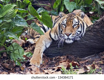a tiger relaxing in the jungle