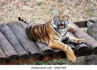 Tiger at Rest
