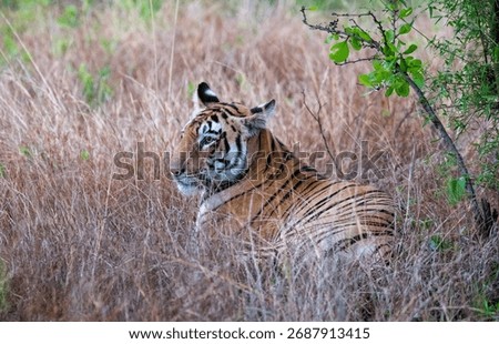 Tiger resting in the dense forest.
