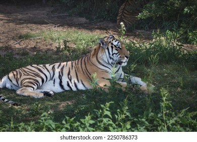 Tiger resting in the shade - Powered by Shutterstock
