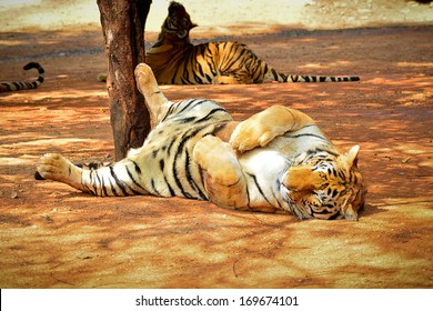 Tiger is resting under the tree 