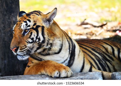 Siberian Amur Tiger Black Stripes Lying Stock Photo (Edit Now) 1981501121