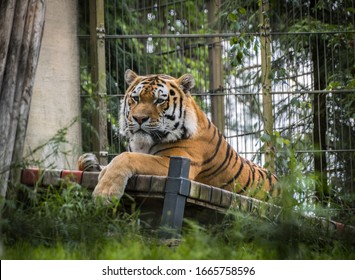 Tiger Resting In The Zoo