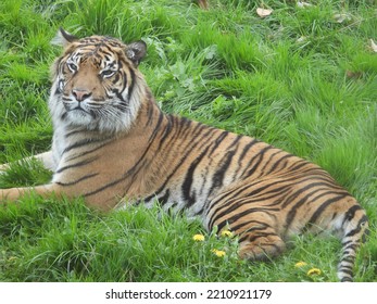 Tiger Resting In Zoo Enclosure.