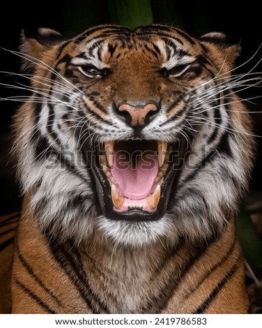 Tiger Roar: A Powerful and Expressive Image of a Wild Animal
Orange and Black Tiger with White Accents Roaring in the Dark