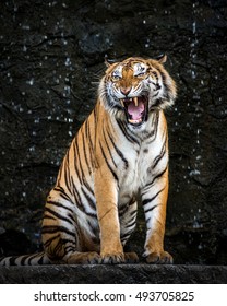 Tiger Roaring.