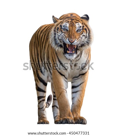 Tiger Roaring isolated on white background.