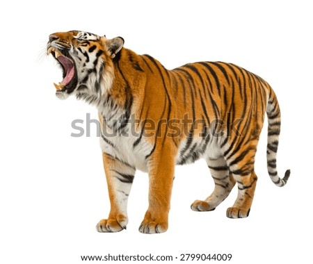 Tiger Roaring Sideways Angle, Dramatic Studio Lighting, Ultra Realistic, Isolated on White Background.
