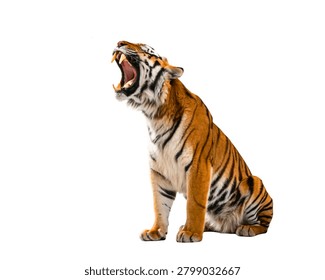 Tiger Roaring Upward Angle, Dramatic Lighting, Ultra Realistic, Isolated on White Background.