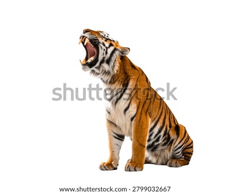 Tiger Roaring Upward Angle, Dramatic Lighting, Ultra Realistic, Isolated on White Background.