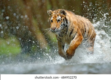 Tiger running in the river. Dangerous animal, taiga in Russia. Animal in the forest stream, splashing water. Wildlife scene with wild cat in nature habitat.