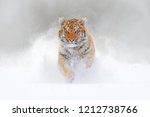 Tiger running in the snow, wild winter nature. Siberian Amur tiger, Panthera tigris altaica, wildlife scene with dangerous animal. Cold winter in taiga, Russia. White Snowflakes with wild cat. 