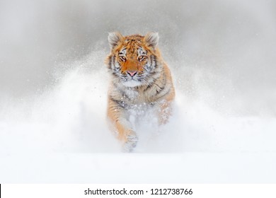 Tiger läuft im Schnee, wilde Winter Natur. Siberischer Amur-Tiger, Panthera tigris altaica, Tierwelt-Szene mit gefährlichem Tier. Kalter Winter in Taiga, Russland. Weiße Schneeflocken mit wilder Katze. 