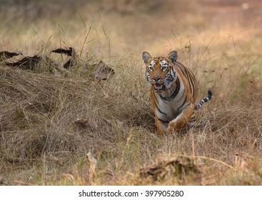Tiger running, tadoba, maharashtra, india