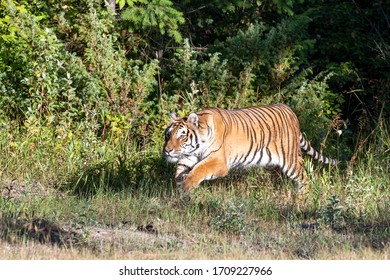Tiger running in the trees 