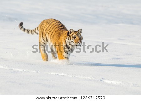 Winter’s For Hunting Prey