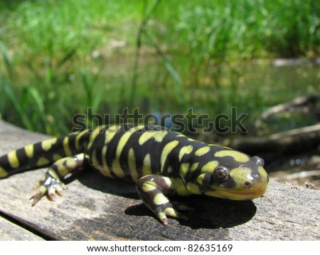 Tiger Salamander