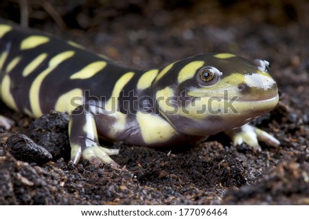 Tiger salamander / Ambystoma tigrinum