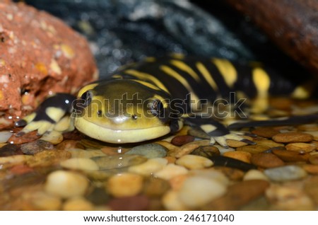 Tiger salamander / Ambystoma tigrinum