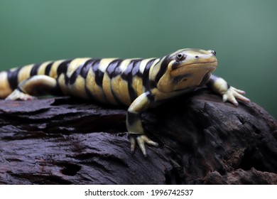 Tiger salamander (Ambystoma tigrinum) one of the largest salamanders on wood.