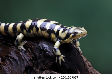 Tiger salamander (Ambystoma tigrinum) one of the largest salamanders.