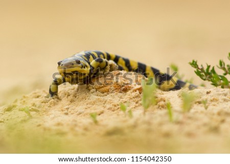 Tiger salamander or eastern tiger salamander (Ambystoma tigrinum) is a North American species of mole salamander