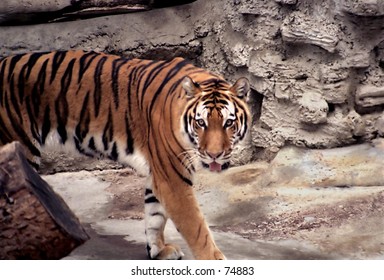 Tiger At San Diego Zoo