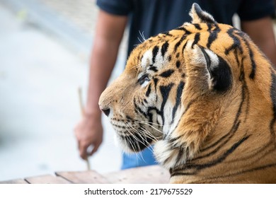 The Tiger Sat Motionless, Facing To The Left. A Blurred Vision Of A Man Standing Next To Him Holding A Penal Wand Is Depicted As Boredom. Stubborn And Disobedient