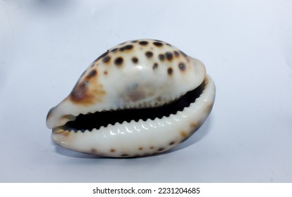 Tiger seashell in beautiful spotty motifs placed on a white background