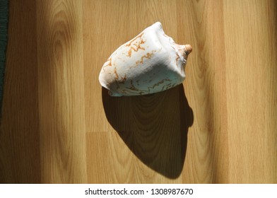 tiger seashell ocean 