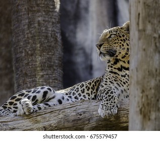 83 Tiger Seat On Tree Images, Stock Photos & Vectors | Shutterstock