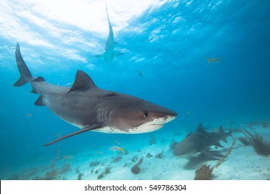 Tiger Shark.