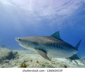 3,226 Florida shark Images, Stock Photos & Vectors | Shutterstock