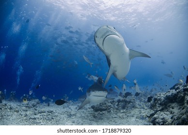 Tiger Shark Aka Galeocerdo Cuvier