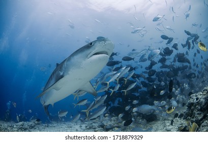 Tiger Shark Aka Galeocerdo Cuvier