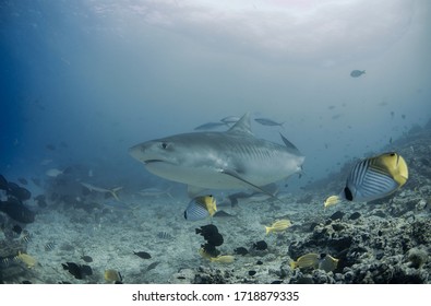 Tiger Shark Aka Galeocerdo Cuvier