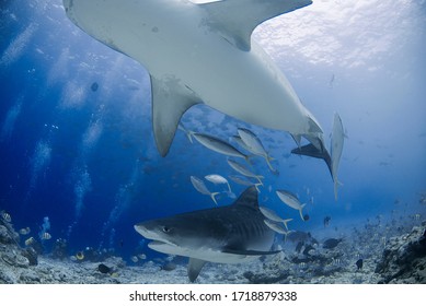 Tiger Shark Aka Galeocerdo Cuvier