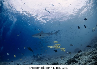 Tiger Shark Aka Galeocerdo Cuvier