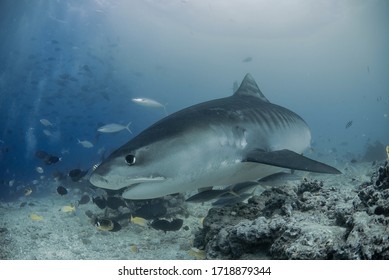 Tiger Shark Aka Galeocerdo Cuvier