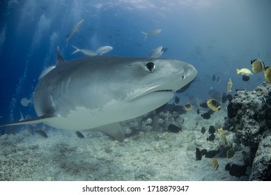 Tiger Shark Aka Galeocerdo Cuvier