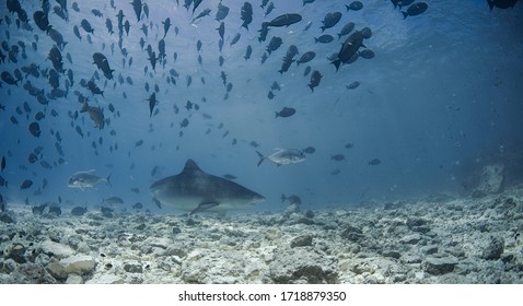 Tiger Shark Aka Galeocerdo Cuvier