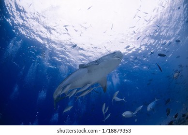 Tiger Shark Aka Galeocerdo Cuvier