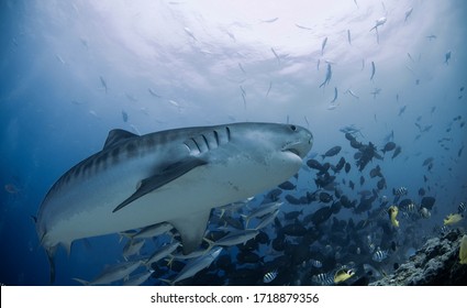 Tiger Shark Aka Galeocerdo Cuvier