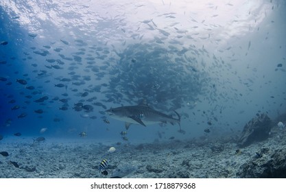 Tiger Shark Aka Galeocerdo Cuvier